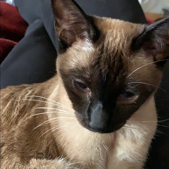 Meet your Posher, Melissa - Picture 1 of 1